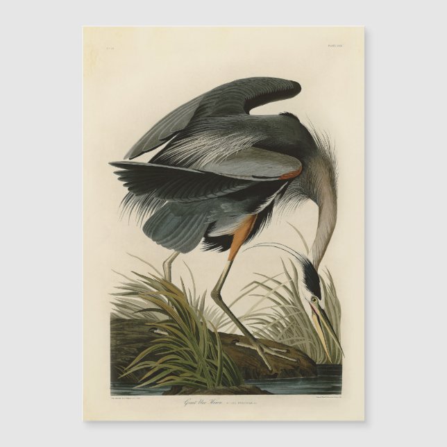 Audubon Underbar Blue Heron Marsh Bird (Framsida)