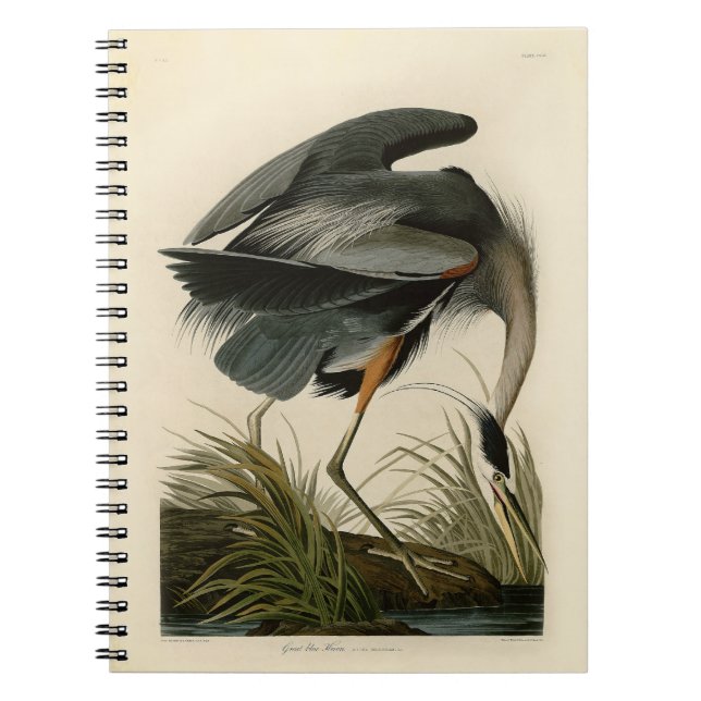Audubon Underbar Blue Heron Marsh Bird Anteckningsbok Med Spiral (Framsidan)