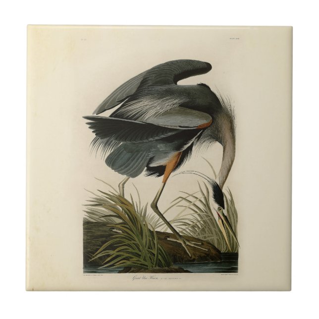 Audubon Underbar Blue Heron Marsh Bird Kakelplatta (Framsidan)