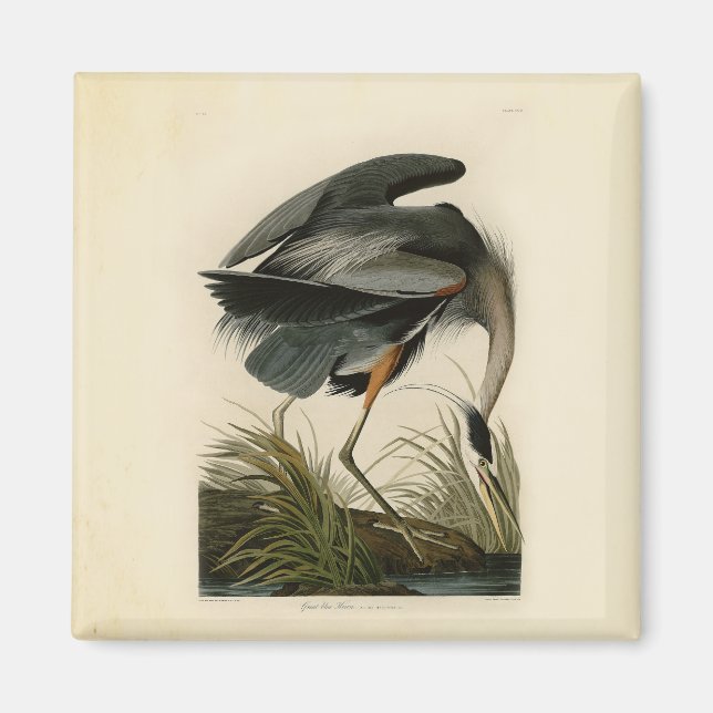 Audubon Underbar Blue Heron Marsh Bird Magnet (Framsidan)