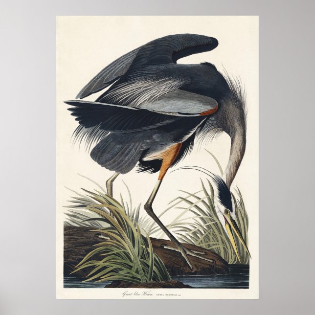 Audubon Underbar Blue Heron Wetland Majesty Poster (Framsidan)