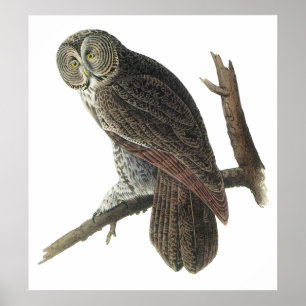 Audubon Underbar Grått Uggla Poster eller skriver