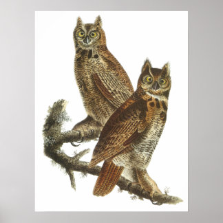 Audubon Underbar Horned Uggla Poster eller skriver