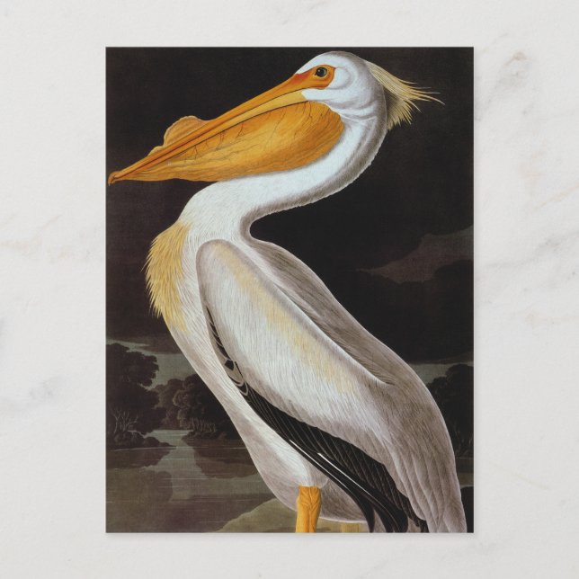 Audubon: Underbar vit pelican Vykort (Framsida)