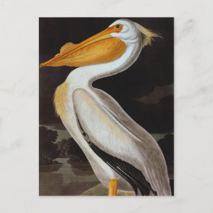 Audubon: Underbar vit pelican Vykort