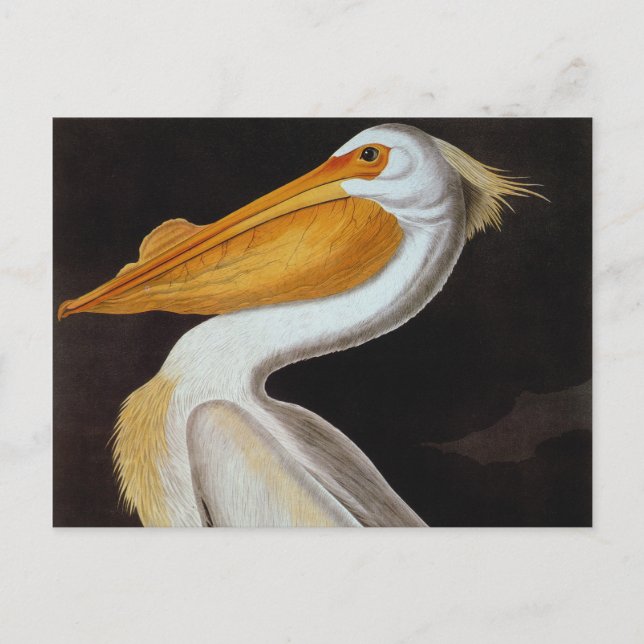 Audubon: Underbar vit pelican Vykort (Framsida)