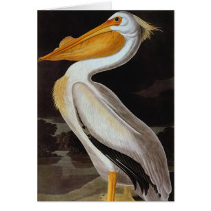 Audubon: Underbar vitpelikan OBS Kort