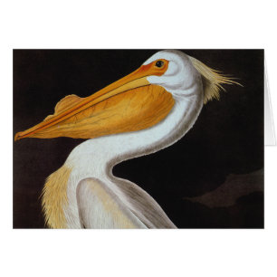 Audubon: Underbar vitpelikan OBS Kort