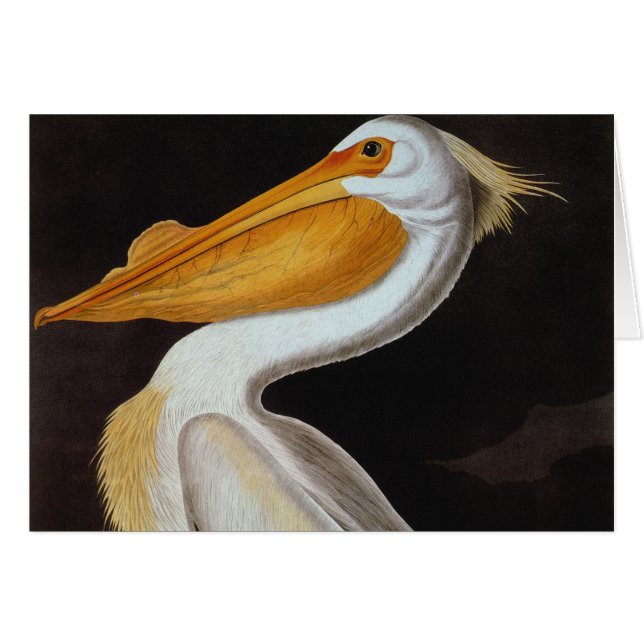 Audubon: Underbar vitpelikan OBS Kort (Framsidan Horizontal)