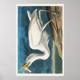 Audubon Underbar White Heron Poster