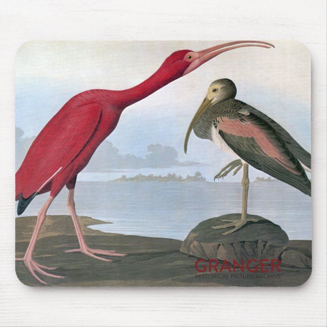 Audubon vadderar den scharlakansröda Ibis musen Musmatta (Framsidan)