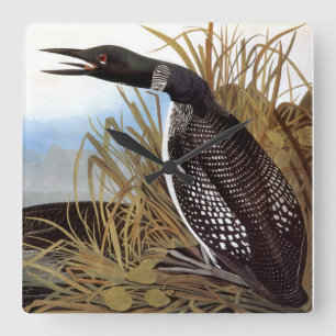 Audubon: Vanligt Loon Fyrkantig Klocka