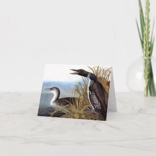 Audubon: Vanligt Loon Kort