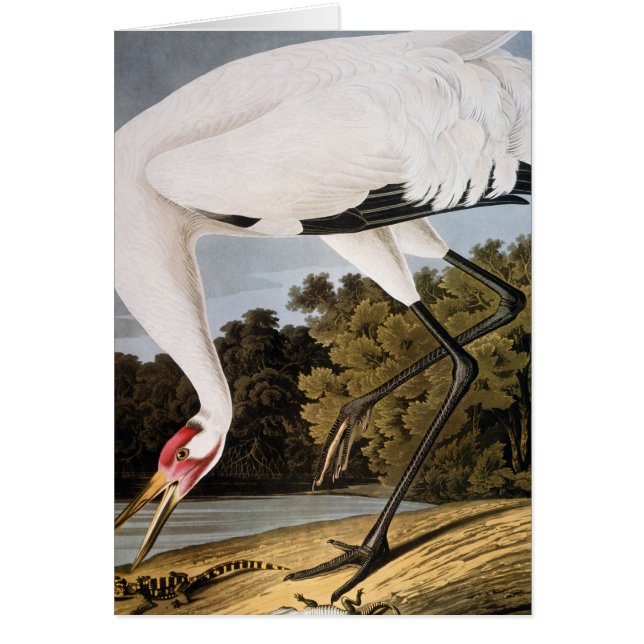 Audubon: Ventioping Crane OBS Kort (Framsidan)