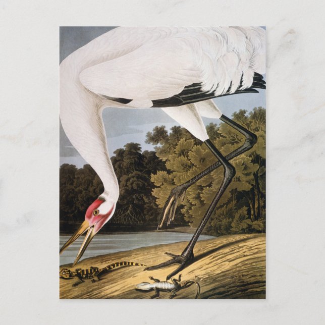 Audubon: Ventioping Crane Vykort (Framsida)