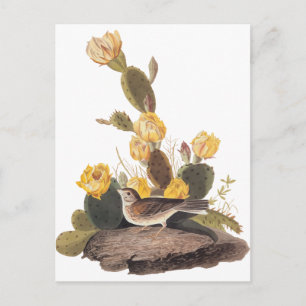 Audubon Vesper Sparrow och Prickly Pear Cactus Vykort