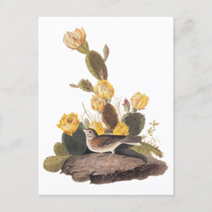 Audubon Vesper Sparrow och Prickly Pear Cactus Vykort
