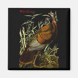 Audubon Vild Kalkon Nordamerikanska Fåglar Utbildn Magnet