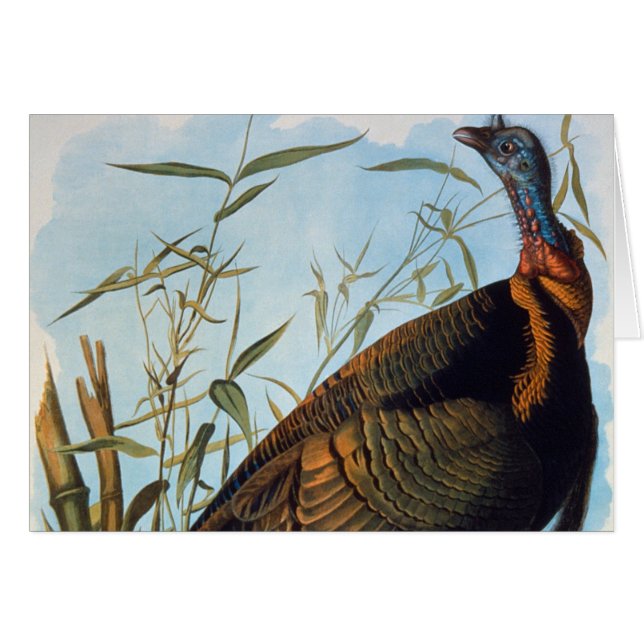 Audubon: Vild Turkiet OBS Kort (Framsidan Horizontal)