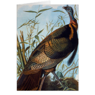 Audubon: Vild Turkiet OBS Kort