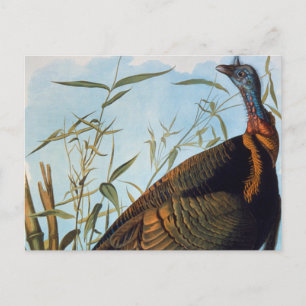 Audubon: Vild Turkiet Vykort