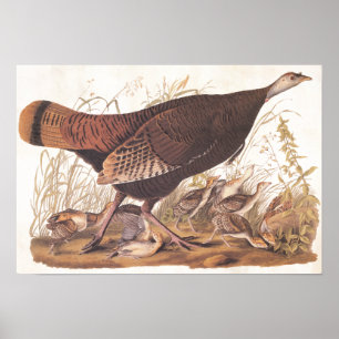 Audubon Vintage Art Vild Turkiet Hen och Chickar Poster