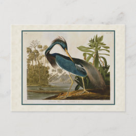 Audubon Vintage Louisiana Blue Heron Vykort