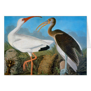 Audubon: Vit Ibis OBS Kort