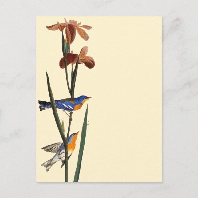 Audubon: Warbler Vykort (Framsida)