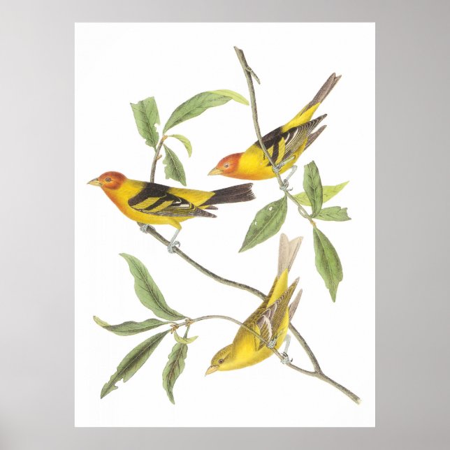 Audubon Western Tanager Poster (Framsidan)