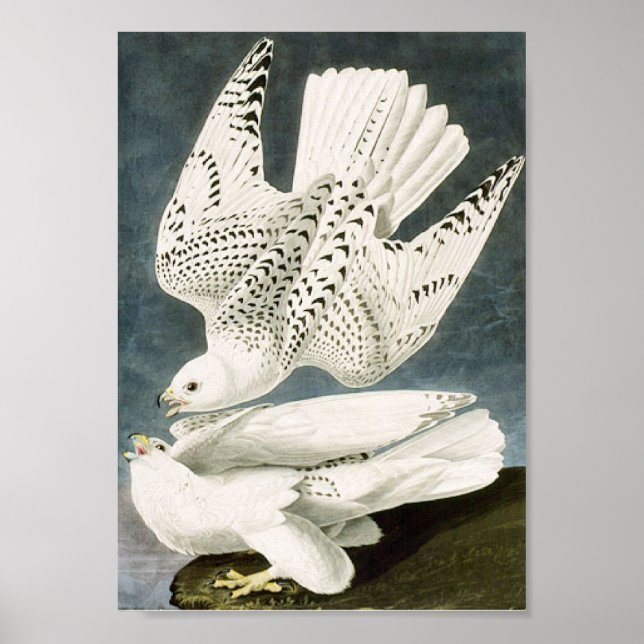 Audubon White Gyrfalcon White Bird Poster (Framsidan)