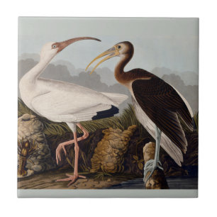Audubon White Ibis Bird Wildlife Kakelplatta
