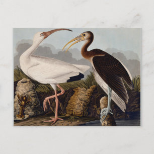 Audubon White Ibis Bird Wildlife Vykort