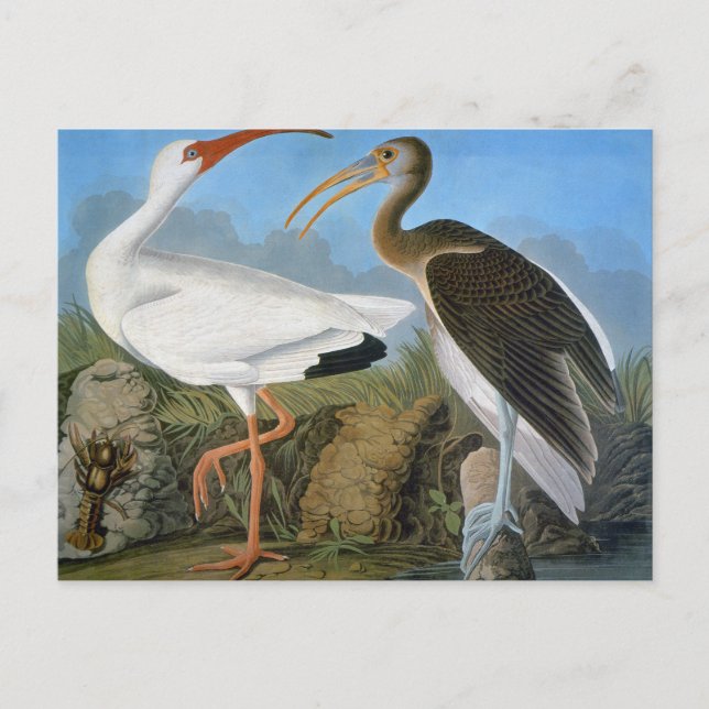 Audubon: White Ibis Vykort (Framsida)