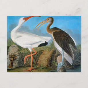 Audubon: White Ibis Vykort