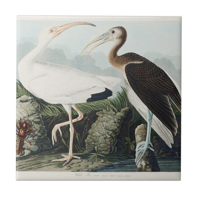 Audubon White lbis Bird Wildlife Painting Kakelplatta (Framsidan)