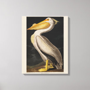 Audubon White Pelican Bird America Canvastryck