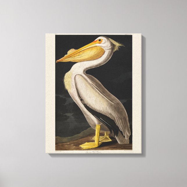 Audubon White Pelican Bird America Canvastryck (Framsida)