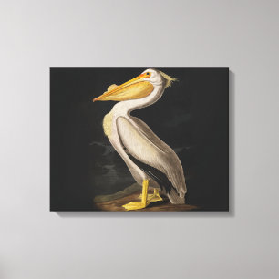 Audubon White Pelican Bird America Canvastryck