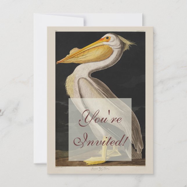 Audubon White Pelican Bird America Inbjudningar (Framsida)