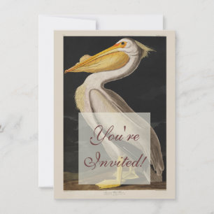Audubon White Pelican Bird America Inbjudningar