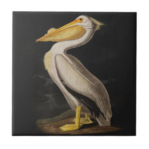 Audubon White Pelican Bird America Kakelplatta