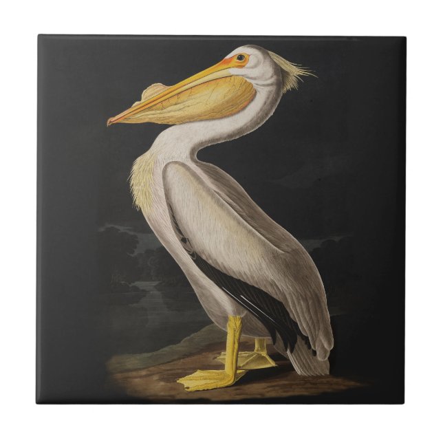 Audubon White Pelican Bird America Kakelplatta (Framsidan)
