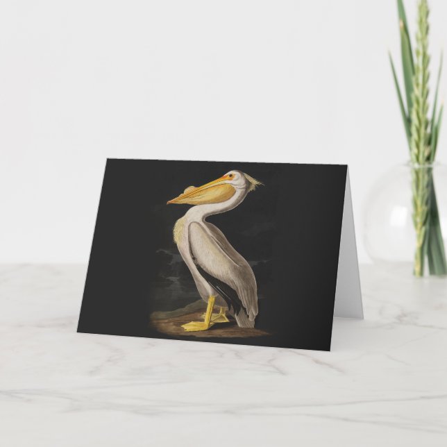 Audubon White Pelican Bird America Kort (Framsida)