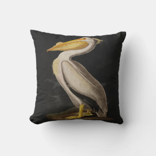 Audubon White Pelican Bird America Kudde