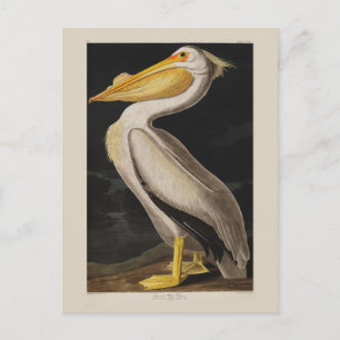 Audubon White Pelican Bird America Vykort
