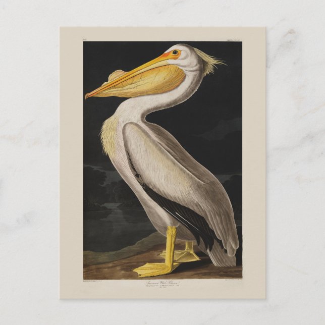 Audubon White Pelican Bird America Vykort (Framsida)