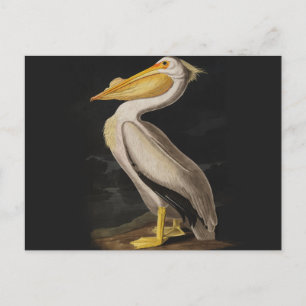 Audubon White Pelican Bird America Vykort