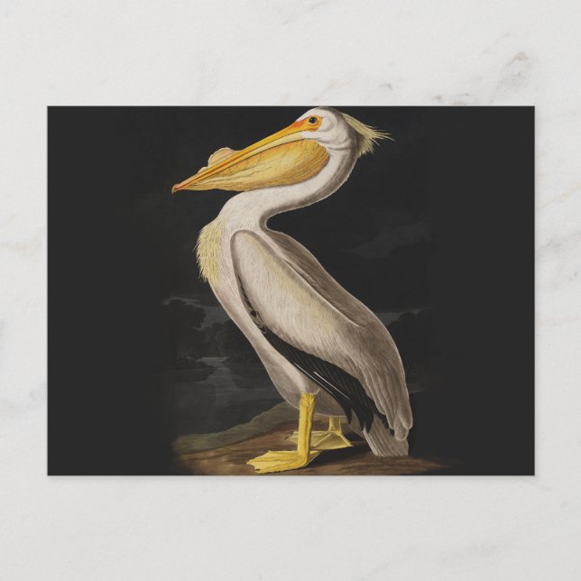 Audubon White Pelican Bird America Vykort (Framsida)