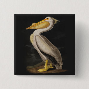 Audubon White Pelican Print Knapp